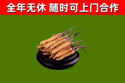 纳溪回收冬虫夏草